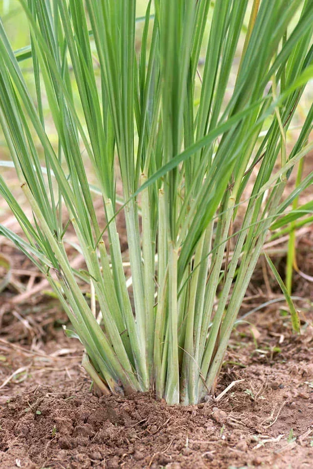 Lemongrass: Benefits, Uses, Origins & Why It’s Loved in Aromatherapy